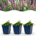 Stachys 'Duo' (betonie) – roze-paars-wit – 12 planten, Ø11 cm, 15–25 cm hoog