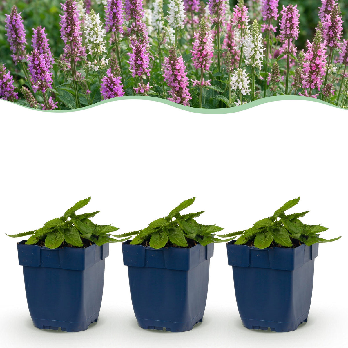 Stachys 'Duo' (betonie) – roze-paars-wit – 12 planten, Ø11 cm, 15–25 cm hoog