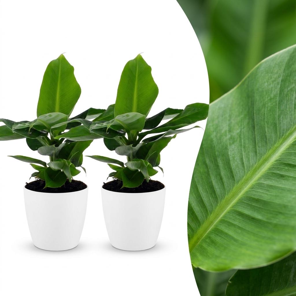 2× Musa Oriental Dwarf (planta banane) en pot décoratif Potter blanc – Ø12 cm, 30 cm de haut