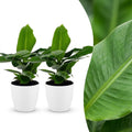 2× Musa Oriental Dwarf (planta banane) en pot décoratif Potter blanc – Ø12 cm, 30 cm de haut