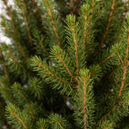 2× Picea glauca Conica (kerstboompje) in zinken pot – Ø17 cm, 65 cm hoog – wit