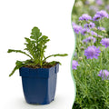 Scabiosa columbaria 'Butterfly Blue' (scabieuse) – violet – 24 plants, Ø11 cm, 15–25 cm de haut