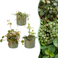 3× Baby Peperomia Mix incl. Linnea Olive – Ø6 cm, 5–15 cm de haut