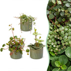 3× Baby Peperomia Mix incl. Linnea Olive – Ø6 cm, 5–15 cm de haut