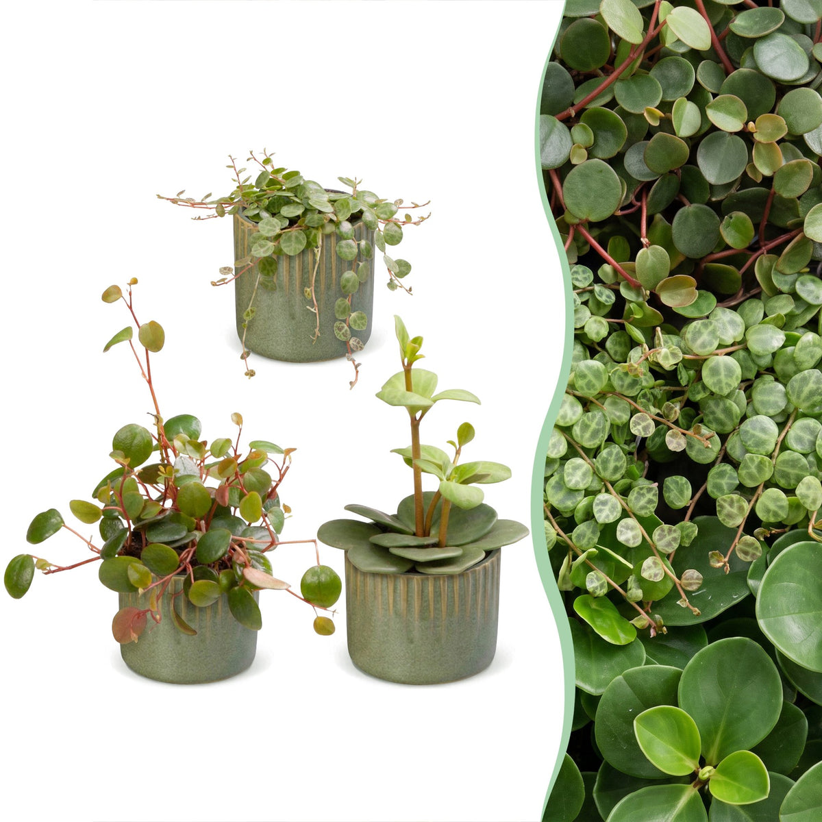 3× Baby Peperomia Mix incl. Linnea Olive – Ø6 cm, 5–15 cm de haut