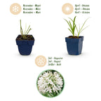 Agapanthus africanus 'Albus' (Afrikanische Lilie) – weiß – 12 Pflanzen, Ø 11 cm, 15–25 cm hoch