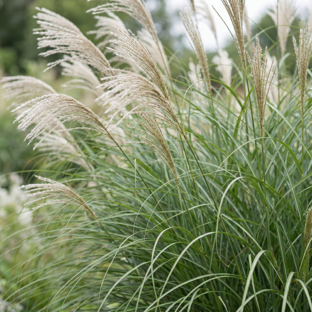 Miscanthus sinensis 'Gracillimus' (miscanthus) – 6 plantes, Ø11 cm, 15–25 cm de haut – photo 5