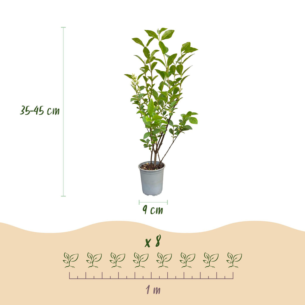Ligustrum ovalifolium (troène commun) – 16 plants, Ø9 cm, 35–45 cm de haut – photo 4