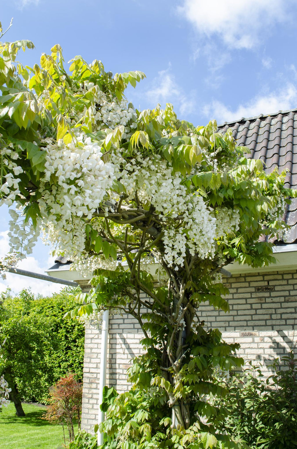 Wisteria floribunda alba (white wisteria) – Ø15 cm, 65 cm high – photo 2