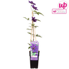 Clematis 'The President' (Waldrebe) – Ø15 cm, 65 cm hoch