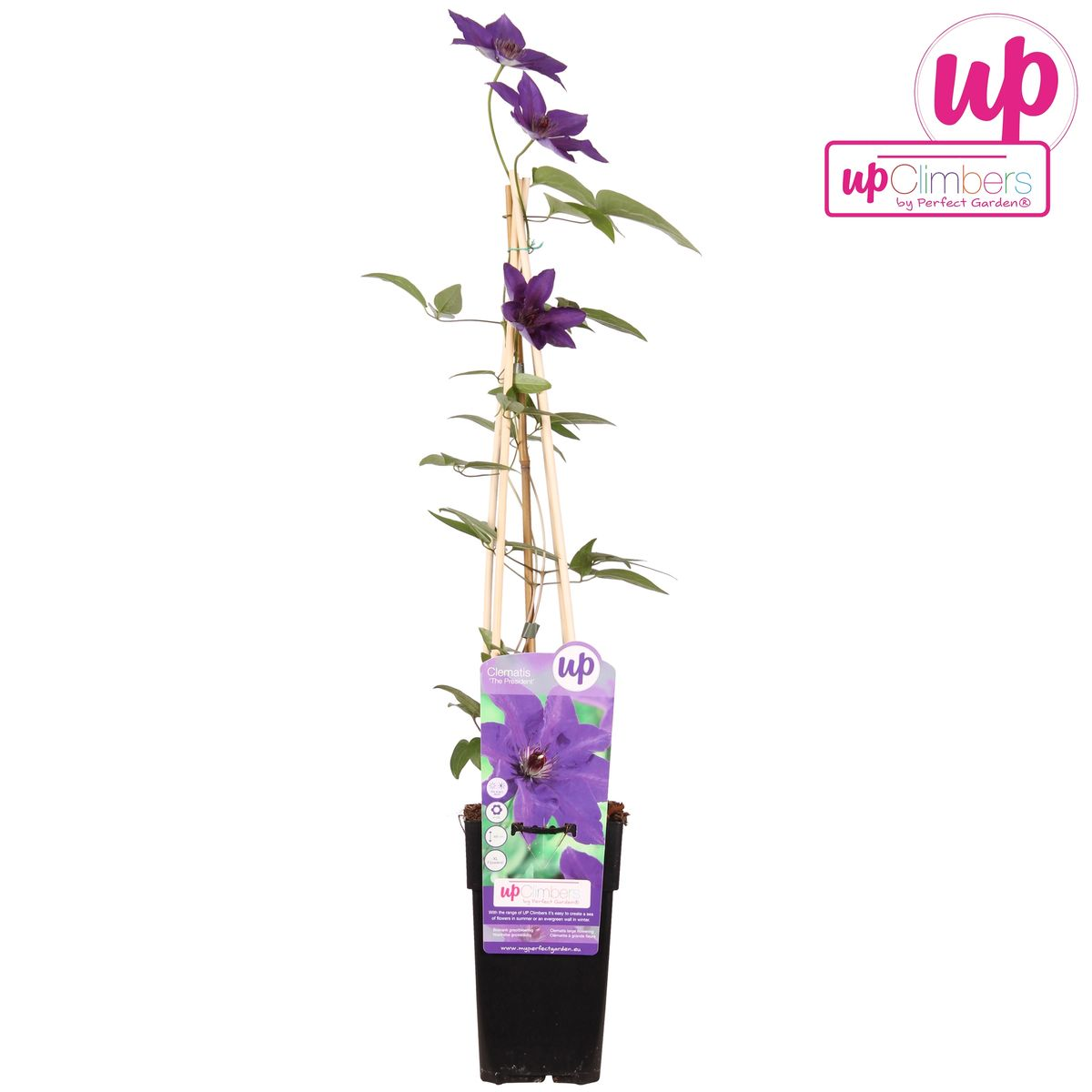 Clematis 'The President' (Waldrebe) – Ø15 cm, 65 cm hoch – Bild 6