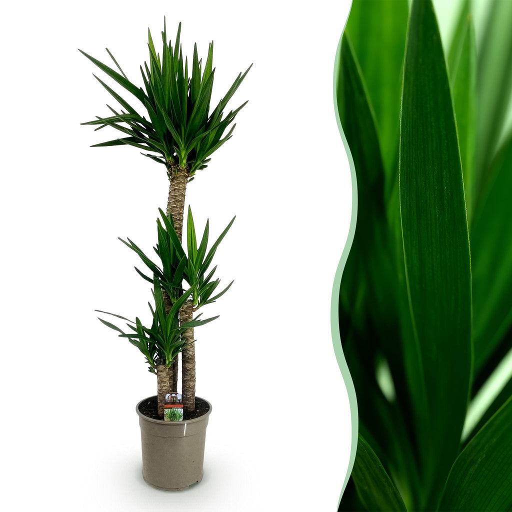 Yucca elephantipes – Ø 24 cm, 140 cm hoch