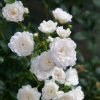 Rosa 'White Fairy' (rosier) – blanc – 3 plants, Ø12 cm, 20–25 cm de haut