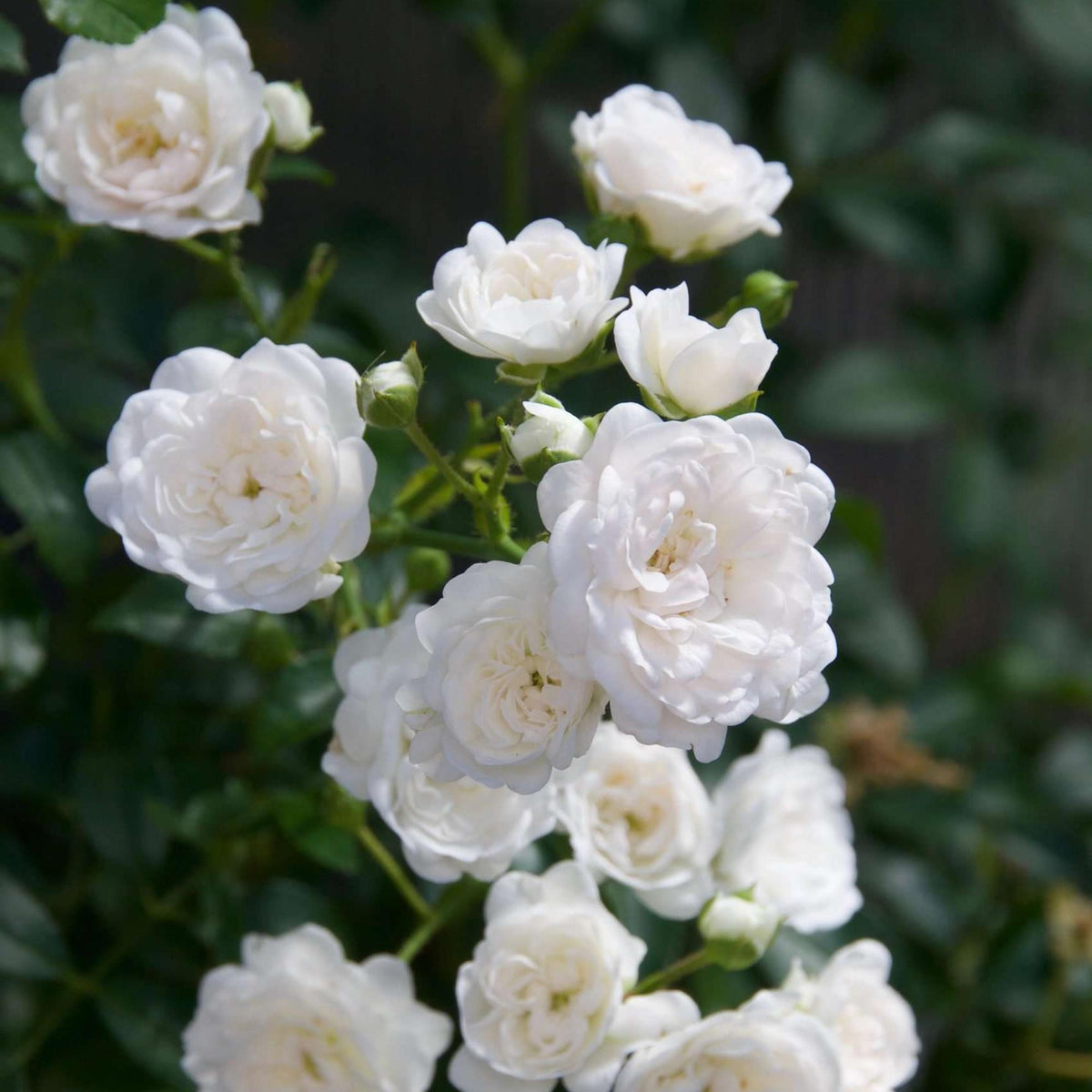Rosa 'White Fairy' (rosier) – blanc – 3 plants, Ø12 cm, 20–25 cm de haut – photo 5