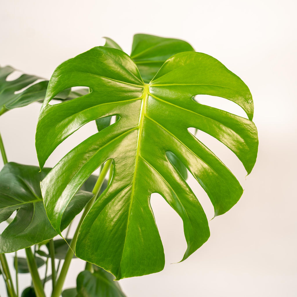 Monstera deliciosa (gatenplant) met mand selin – Ø21 cm, 80 cm hoog