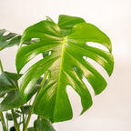Monstera deliciosa (gatenplant) met mand selin – Ø21 cm, 80 cm hoog