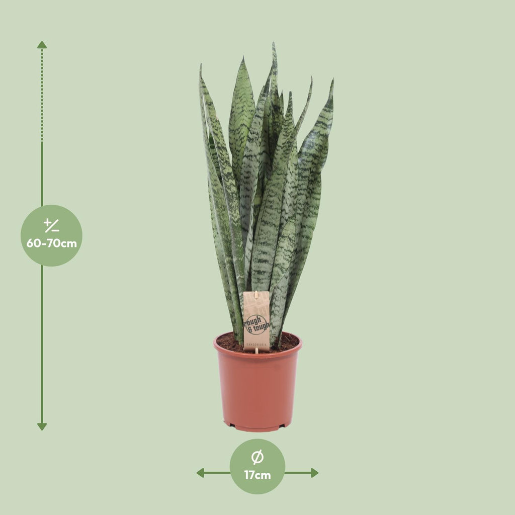 Sansevieria Zeylanica (Bogenhanf) – Ø17 cm, 60 cm hoch