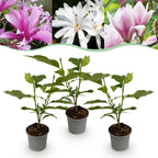 Magnolie 'Tricolour' – rosa-weiß-violett – 3 Pflanzen, Ø 12 cm, 30 cm hoch