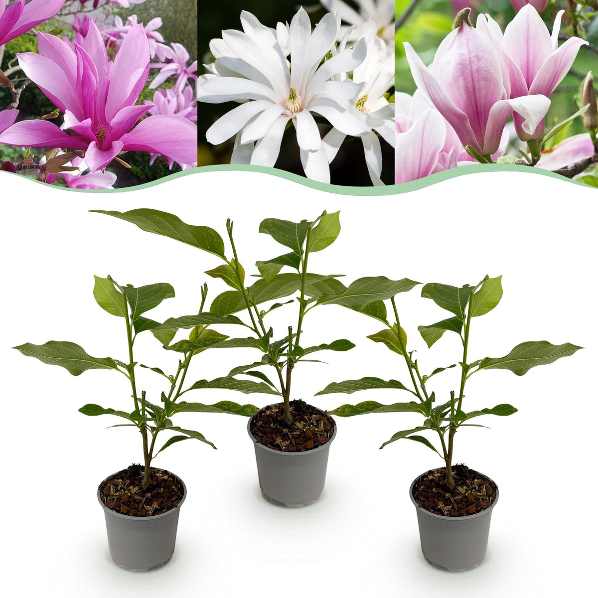 Magnolie 'Tricolour' – rosa-weiß-violett – 3 Pflanzen, Ø 12 cm, 30 cm hoch