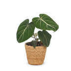 Philodendron gloriosum avec panier – Ø12 cm, 25 cm de haut