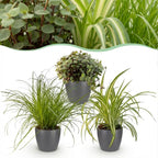 3× Callisia im grauen Tontopf – Ø 12 cm, 20 cm hoch
