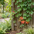 Parthenocissus tricuspidata 'Veitchii Boskoop' (wilde wingerd) – geel – 2 planten, Ø9 cm, 35 cm hoog