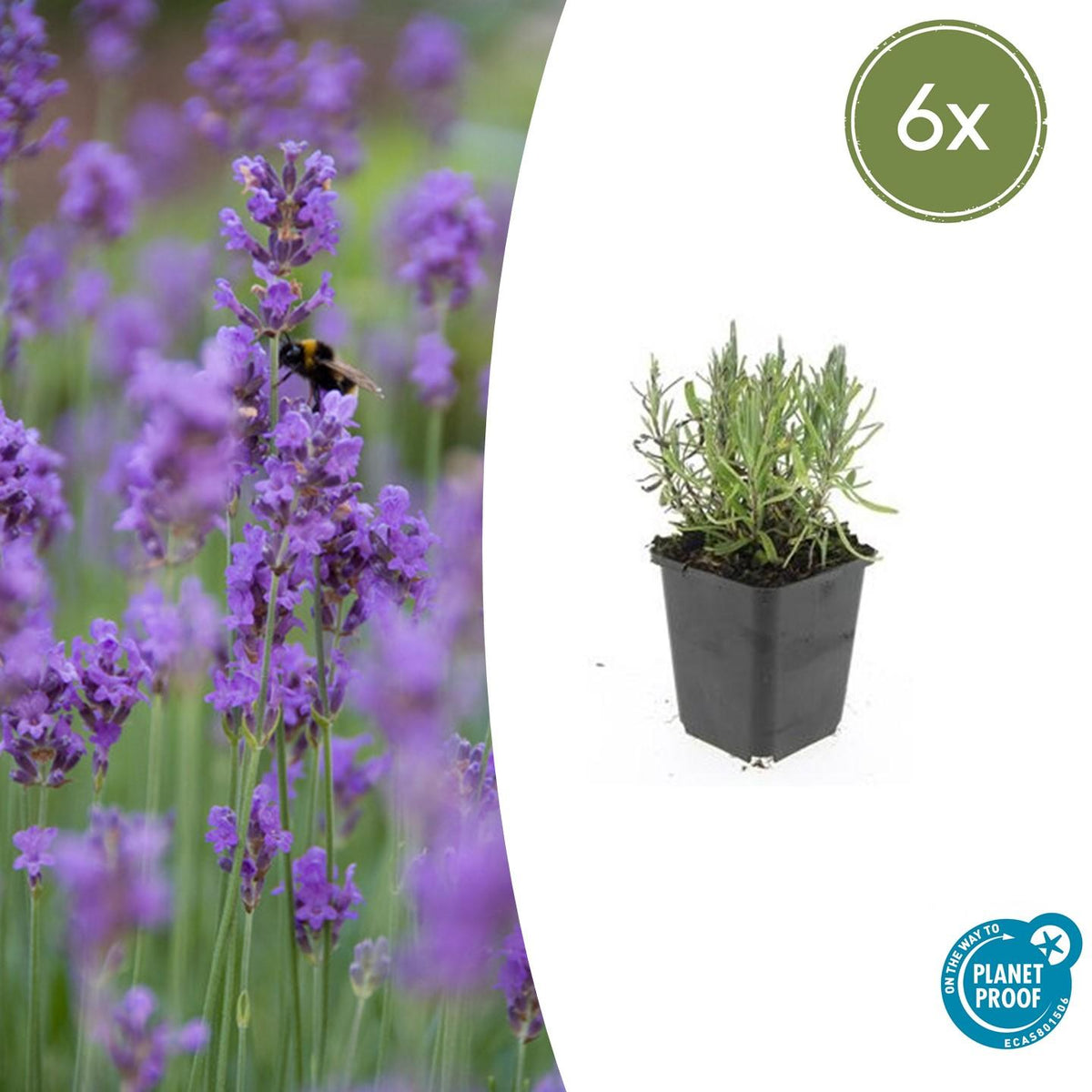 Lavandula angustifolia 'Munstead' (lavendel) – 6 planten, Ø9 cm, 10–25 cm hoog