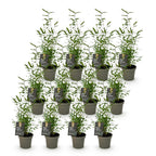 Fargesia 'Black Dragon' (bambou) – 12 plants, Ø14 cm, 35 cm de haut