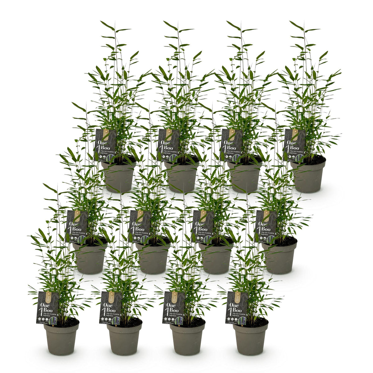 Fargesia 'Black Dragon' (bambou) – 12 plants, Ø14 cm, 35 cm de haut – photo 2