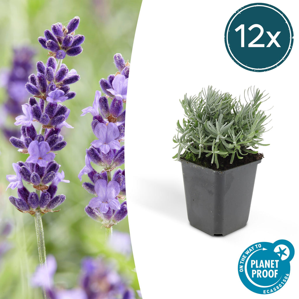 Lavandula 'Hidcote' (lavande) – 12 plants, Ø9 cm, 10–25 cm de haut