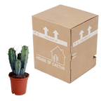 Myrtillocactus geometrizans (Cactaceae) sans pot décoratif – Ø17 cm, 40 cm de haut