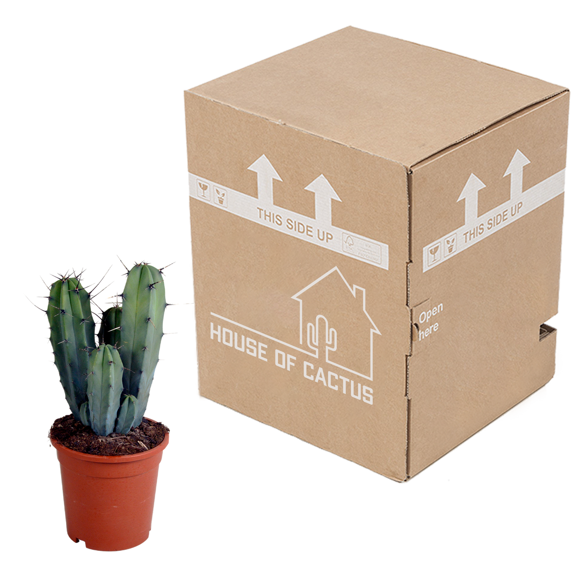 Myrtillocactus geometrizans (Cactaceae) sans pot décoratif – Ø17 cm, 40 cm de haut