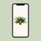 Nephrolepis Green Lady (sword fern) – Ø17 cm, 40 cm high