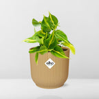Philodendron scandens ‘Brasil’ in ELHO Vibes Fold 14cm geel – 20 cm hoog