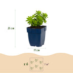 Galium odoratum (mâchicou) – blanc – Ø11 cm, 15–25 cm de haut