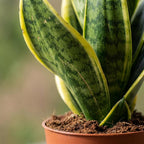 2× Sansevieria Future Superb (svigermors skarpe tunge) i Potter-pyntepotte hvid – Ø12 cm, 35 cm høj