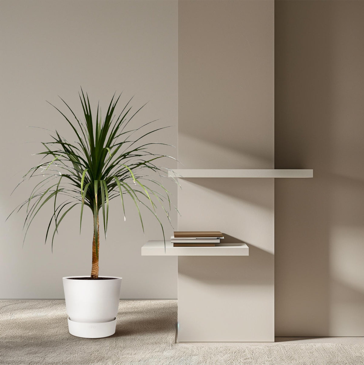 Dracaena Draco (Drachenbaum) – Ø30 cm, 120 cm hoch