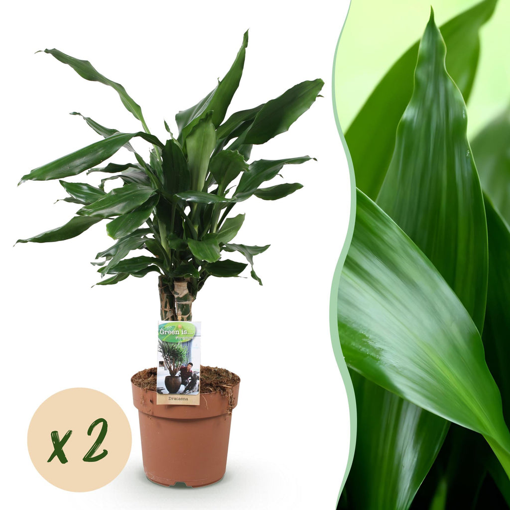 2× Dracaena fragrans Steudneri (drakenboom) – Ø17 cm, 50–55 cm hoog
