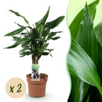 2× Dracaena fragrans Steudneri (drakenboom) – Ø17 cm, 50–55 cm hoog