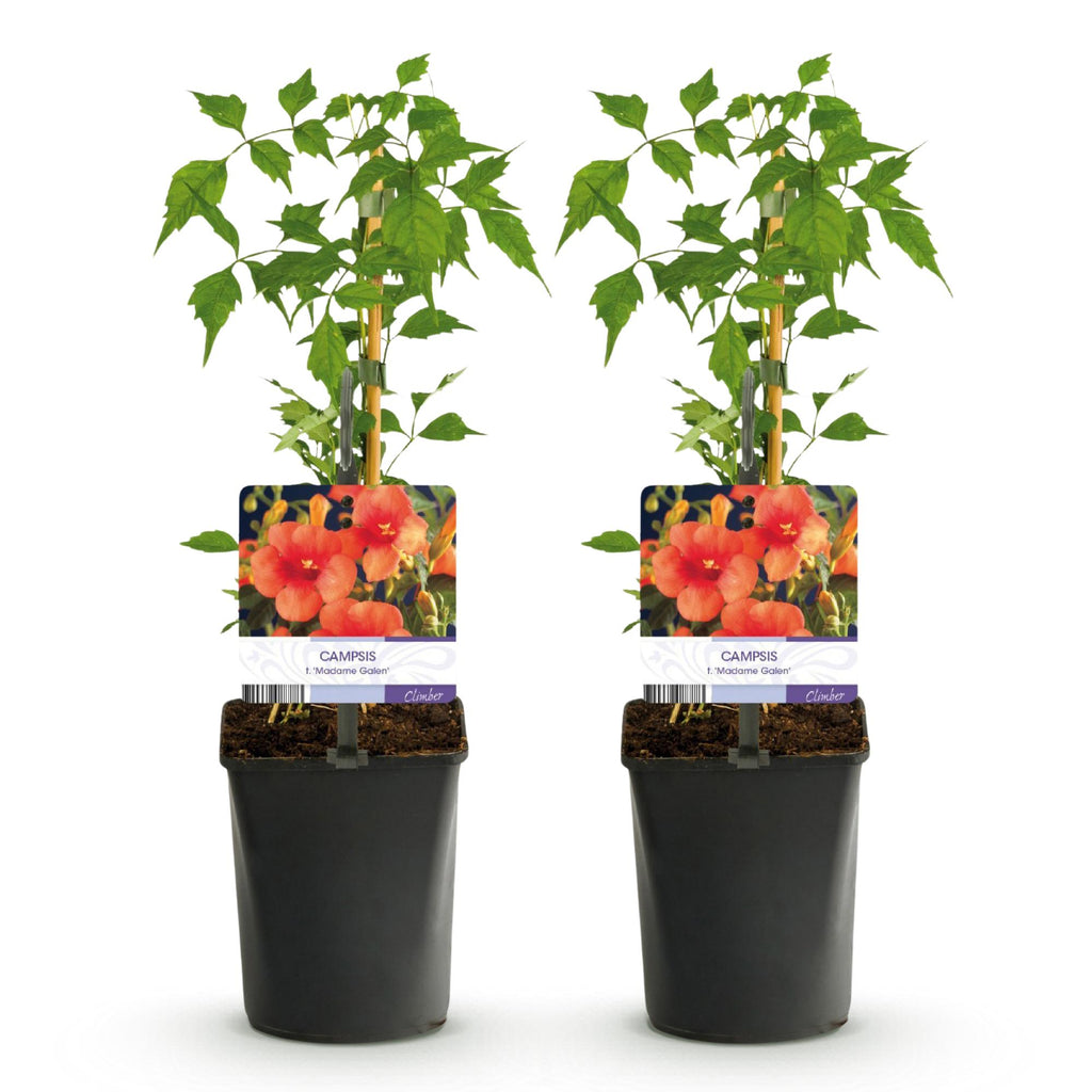 Campsis radicans 'Madame Galen' (trompetenförmige Kletterpflanze) – orange – 2 Pflanzen, Ø 11 cm, 40 cm hoch – Bild 2