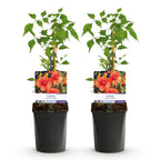 Campsis radicans 'Madame Galen' (trompetenförmige Kletterpflanze) – orange – 2 Pflanzen, Ø 11 cm, 40 cm hoch