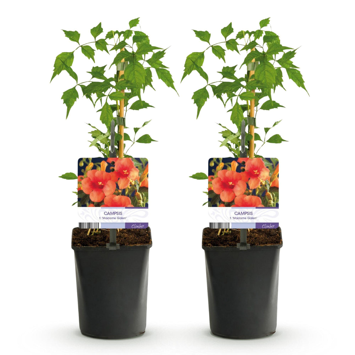 Campsis radicans 'Madame Galen' (trompetenförmige Kletterpflanze) – orange – 2 Pflanzen, Ø 11 cm, 40 cm hoch – Bild 2