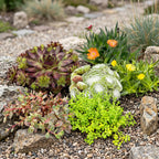 Rotsplantjes-mix – 6 planten, Ø7 cm, 10–12 cm hoog