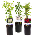 Rosa 'Tricolour' (pink, white and red flowers) – 3 plants, Ø11 cm, 40 cm high