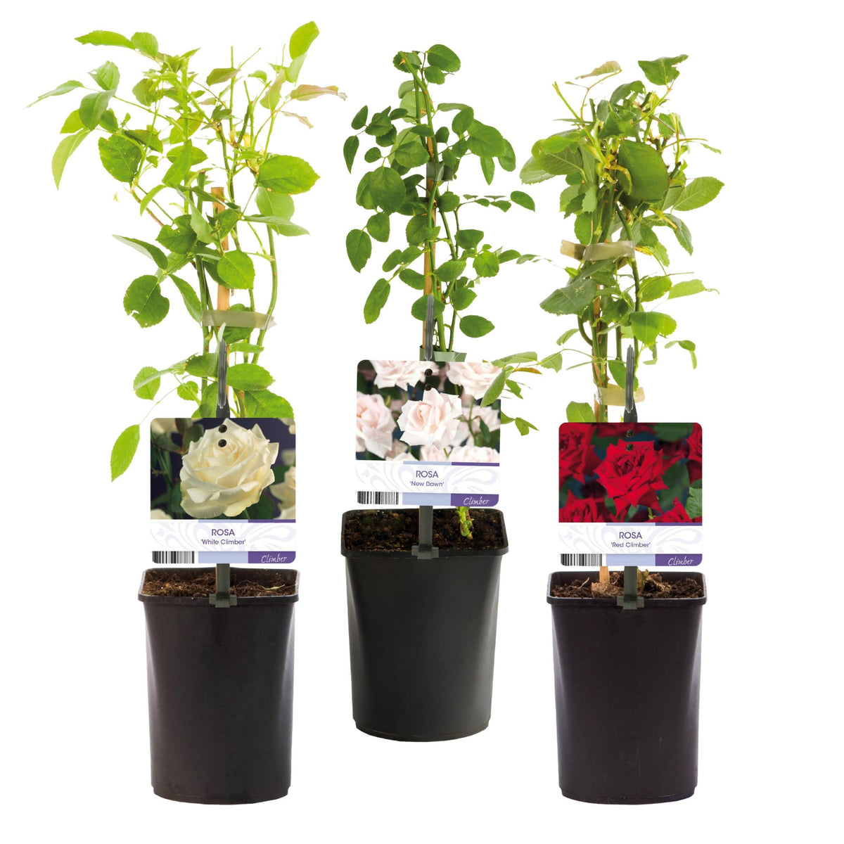Rosa 'Tricolour' (pink, white and red flowers) – 3 plants, Ø11 cm, 40 cm high – photo 2