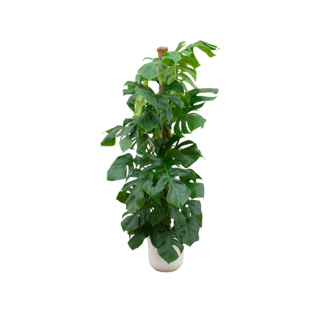 Monstera Pertusum XL (gatenplant) incl. Jazz Round wit – Ø26 cm, 150 cm hoog