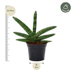 Sansevieria Skyline (svigermors tunge) – Ø10 cm, 25 cm høj