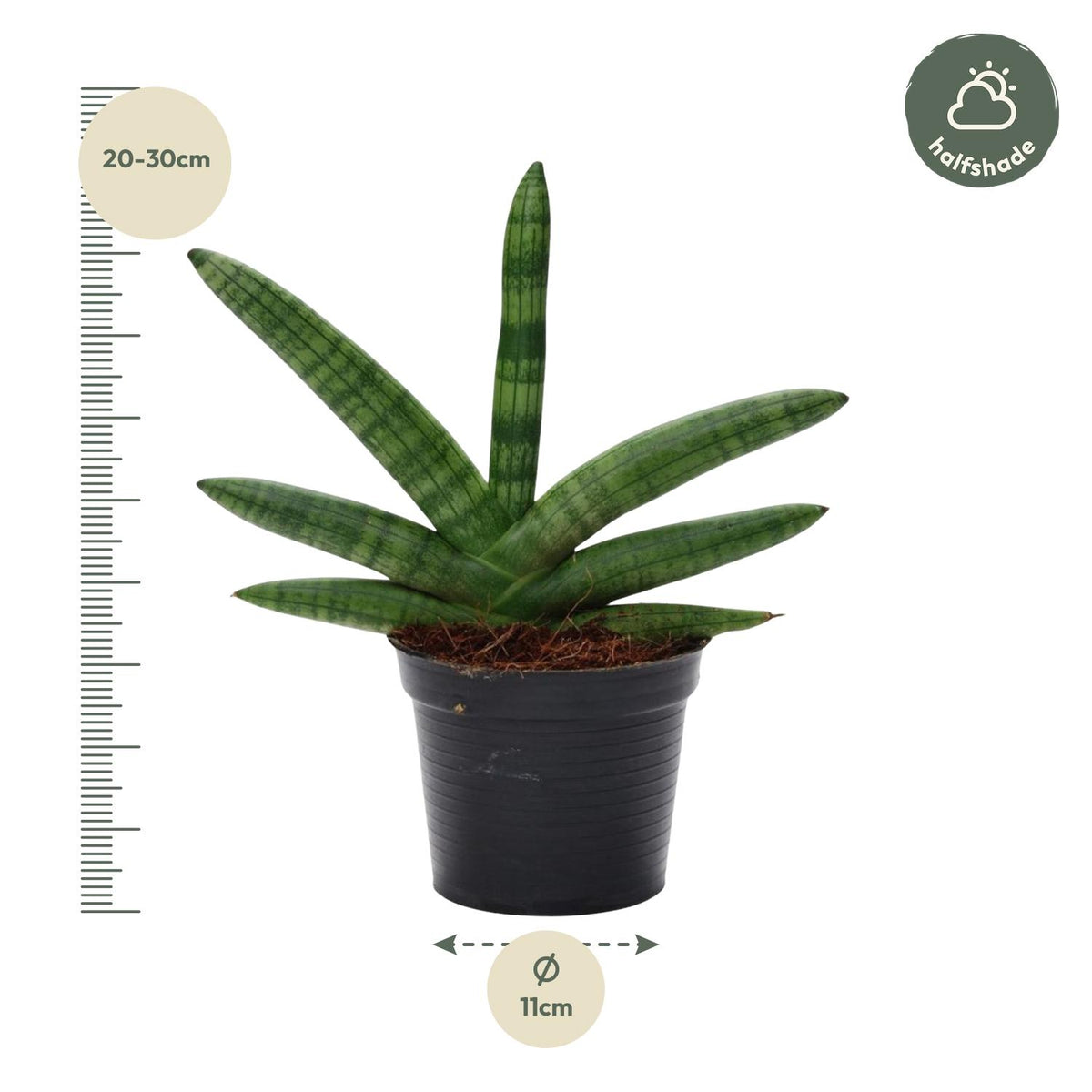 Sansevieria Skyline (svigermors tunge) – Ø10 cm, 25 cm høj – billede 2