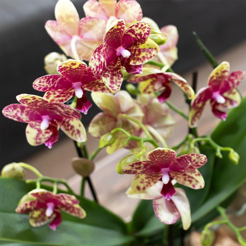 Phalaenopsis 'Grosetto' oranje (orchidee) in Poppy sierpot oranje – Ø9 cm