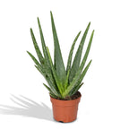 Aloe vera – Ø12 cm, 40 cm høj
